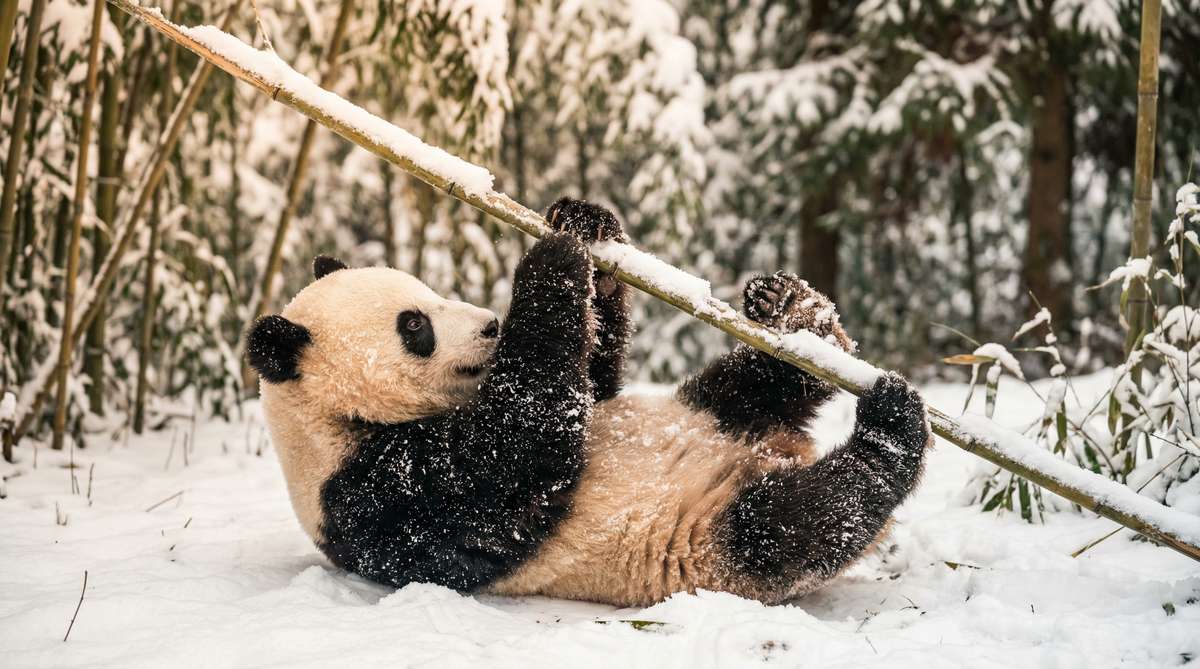 国产自拍今日推荐熊猫视频